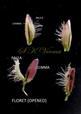  Four  Florets (one opened) showing lemma and palea